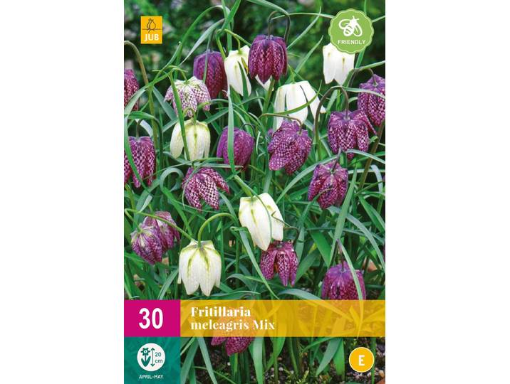 Jub Holland - bloembollen - Fritillaria Meleagris - maat 6/7 - 30 stuks