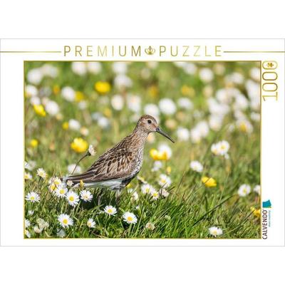 CALVENDO Puzzle Alpenstrandläufer im Gras | 1000 Teile Lege-Größe 64x48cm Foto-Puzzle für glückliche Stunden