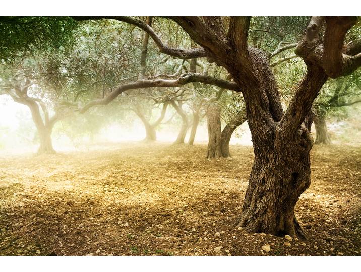 Papermoon Old Olive Trees glatt