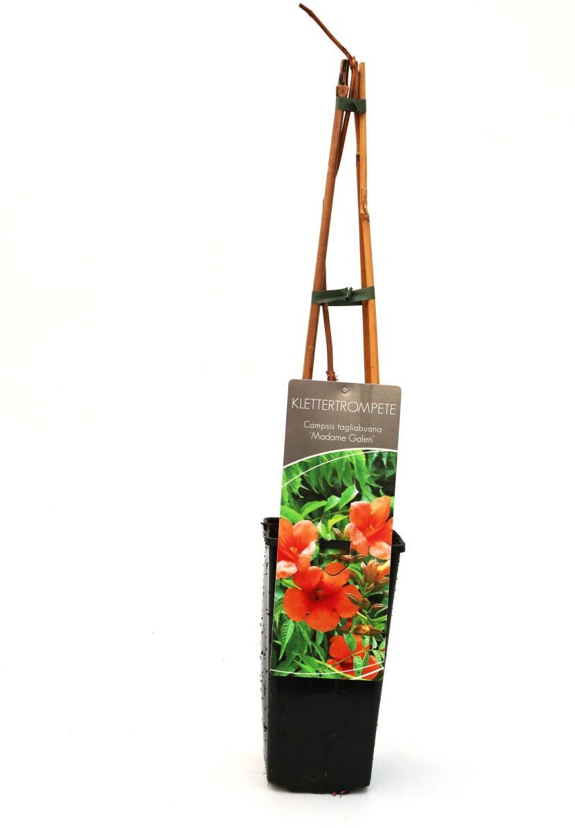 Pflanzen Trompetenblume Madame Galen 2 L Eckcontainer