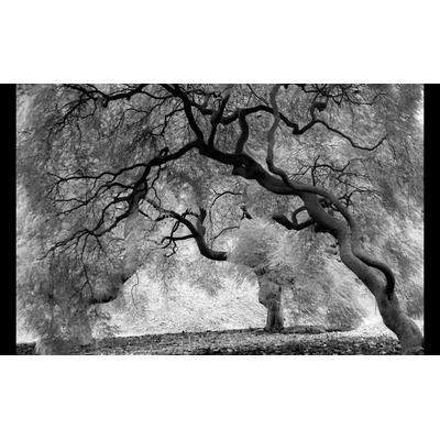 Fototapete PAPERMOON "Mystic Trees Black & White", bunt, B:3m L:2,23m, Vlies, Tapeten