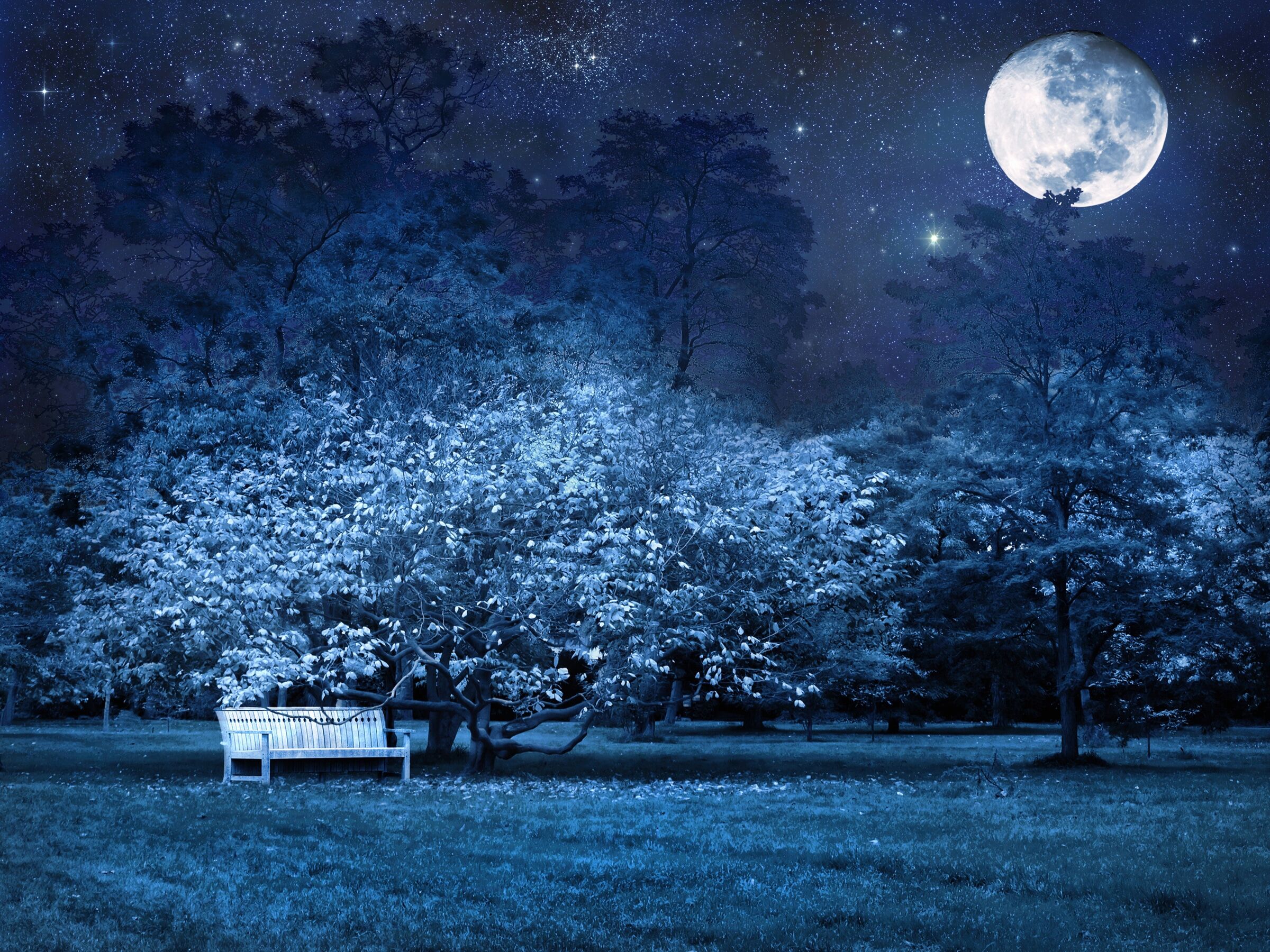 Fototapete PAPERMOON "VOLLMOND-PARK MOND STERNE NACHT WALD BÄUME MYSTISCH", bunt, B:2,5m L:1,86m, Vlies, Tapeten, Fototapete bunt B/L: 2,5m x 1,86m, Bahnen: 5 Stk.