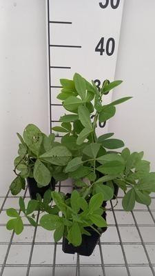 6x Baptisia decadence Blueberry Sundae pseudodictamnus in pot van 9 x 9 cm van GRDplanten