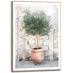 Bild OLIVE TREE (BHT 50x70x2,20 cm) - bunt - BHT 50x70x2,20 cm