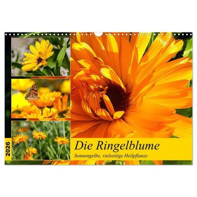 Die Ringelblume. Sonnengelbe, vielseitige Heilpflanze (Wandkalender 2026 DIN A3 quer), CALVENDO Monatskalender