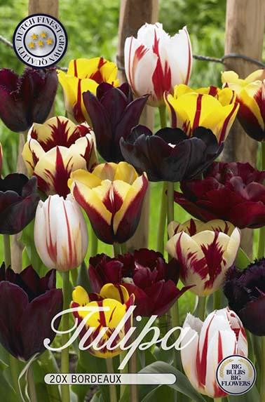 Sam van Schooten Tulpenbollen Bordeaux (20 stuks)