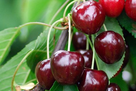 Pflanzen Süßkirschenbaum Schneiders Späte Knorpel 7,5 L Container