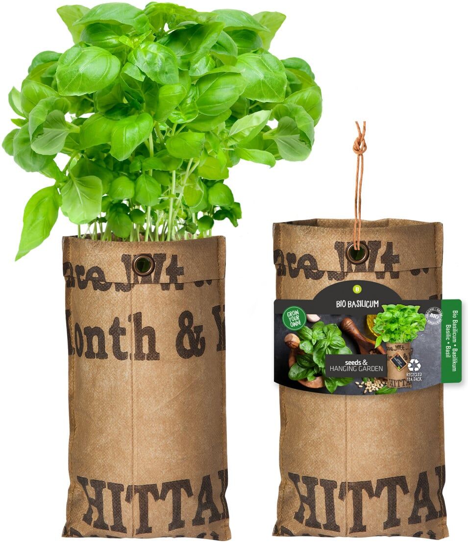 Baza Seeds hängender Garten Bio Basilikum