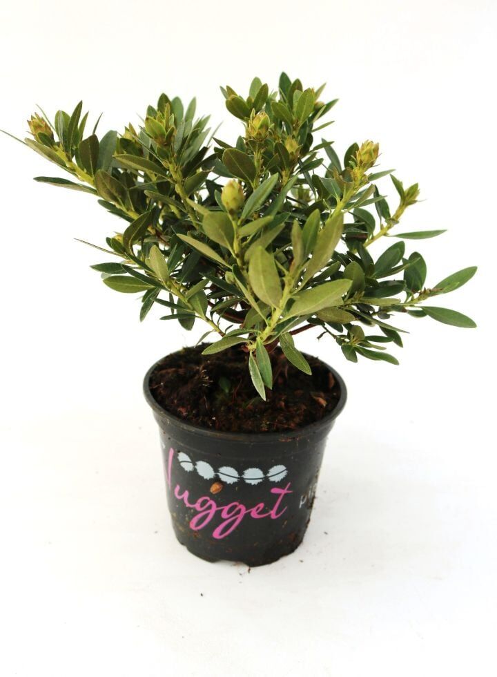 Pflanzen Rhododendron micranthum Bloombux 0,5 l Container
