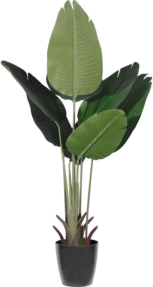 kaiserkraft Bananenbaum, Behältnis-Ø 150 mm, Höhe 1150 mm