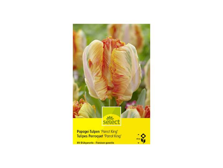 Select Papagei Tulpen Parrot King