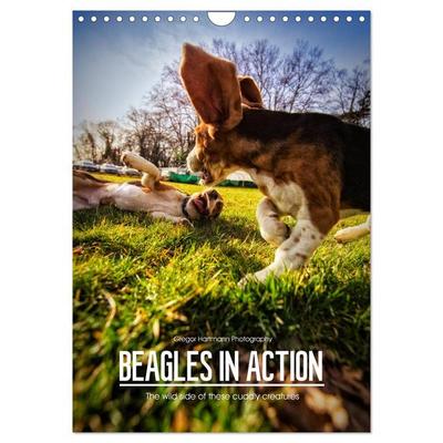 Beagles in action (Wall Calendar 2026 DIN A4 portrait), CALVENDO 12 Month Wall Calendar