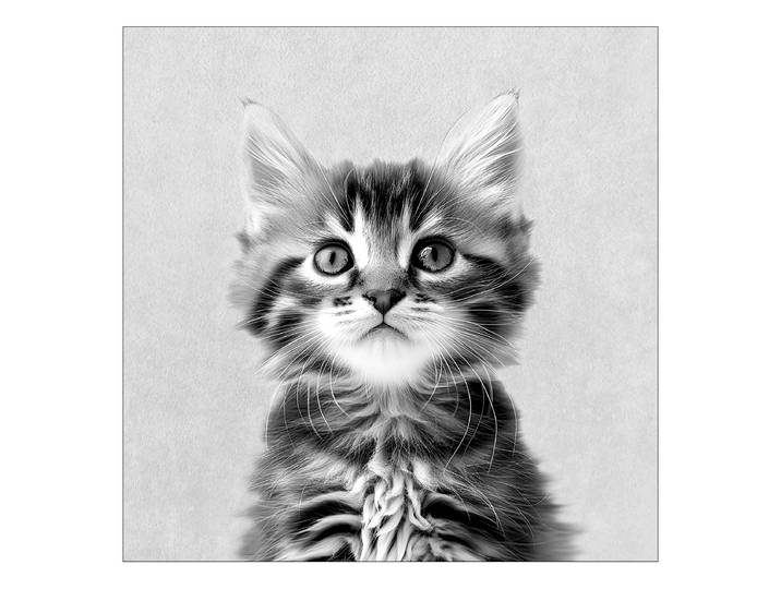 Tableau verre Sweet Cat Matériau : Verre Motif : Animal Motif : Animal Type de verre : Verre clair Gris/Noir 30 x 30 x 1cm