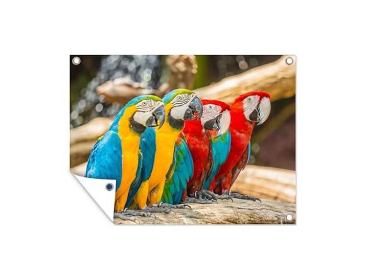 Tuinposter - 80x60 cm - Vogels - Papegaai - Tropisch - Natuur
