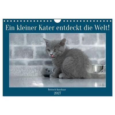 Ein kleiner Kater entdeckt die Welt! (Wandkalender 2027 DIN A4 quer), CALVENDO Monatskalender