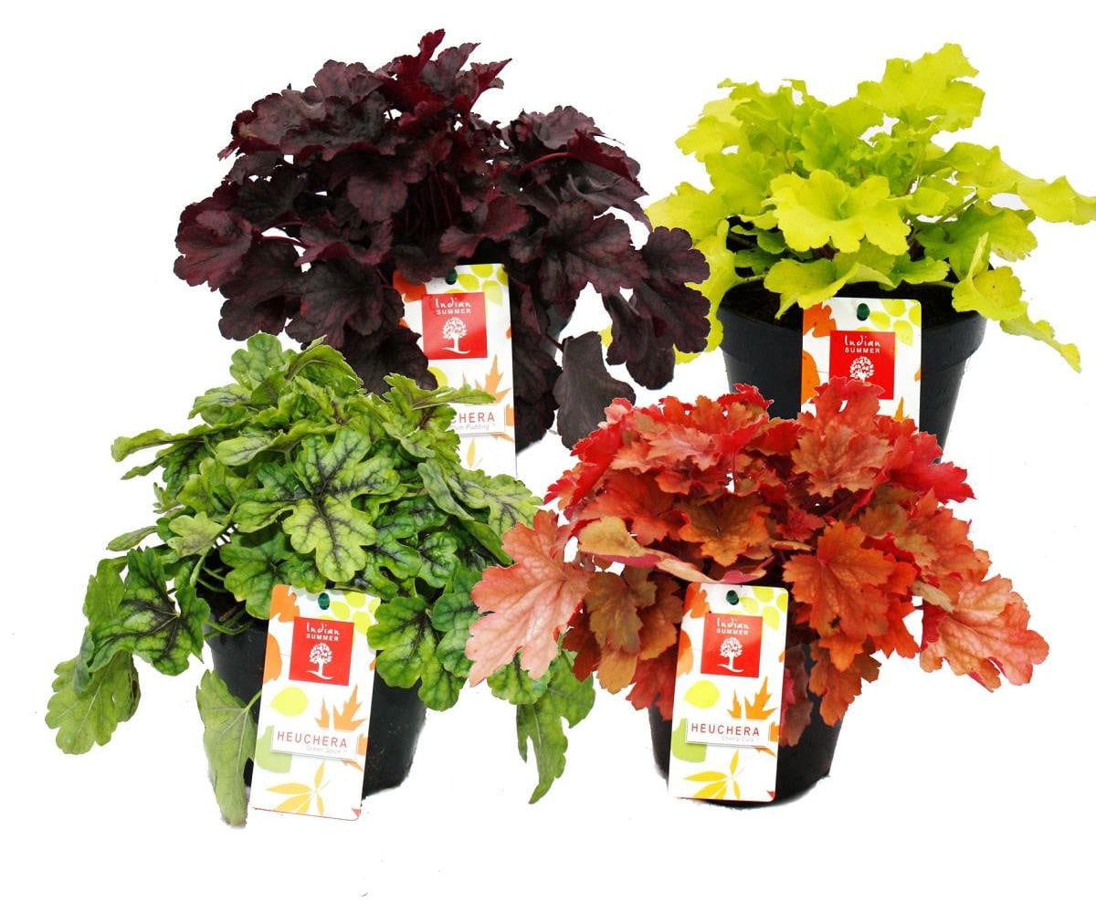 Exotenherz Heuchera Indische Zomer Bodembedekkers - Mix van 8 grote planten - Paarsbloeiend