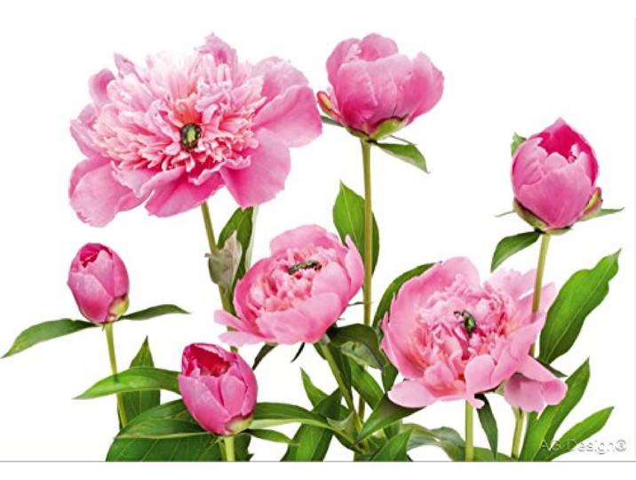 AG fTxxl 0115 Photo intissé Motif Palmiers photomurals Pivoine-Mural
