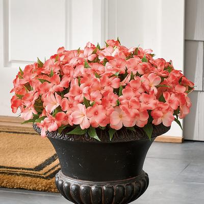 Impatiens Urn Filler - Coral - Grandin Road