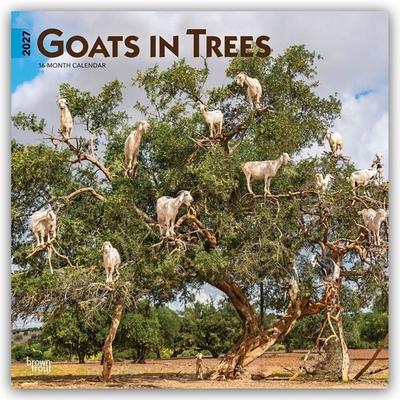 Goats in Trees – Ziegen in Bäumen 2027 – 16-Monatskalender