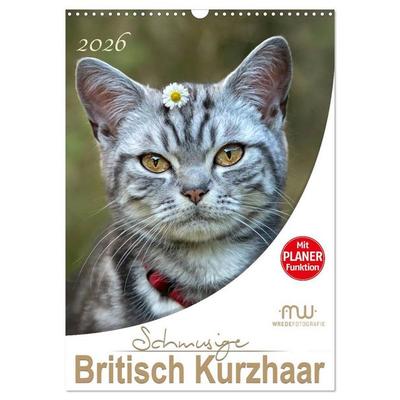 Schmusige Britisch Kurzhaar (Wandkalender 2026 DIN A3 hoch), CALVENDO Monatskalender