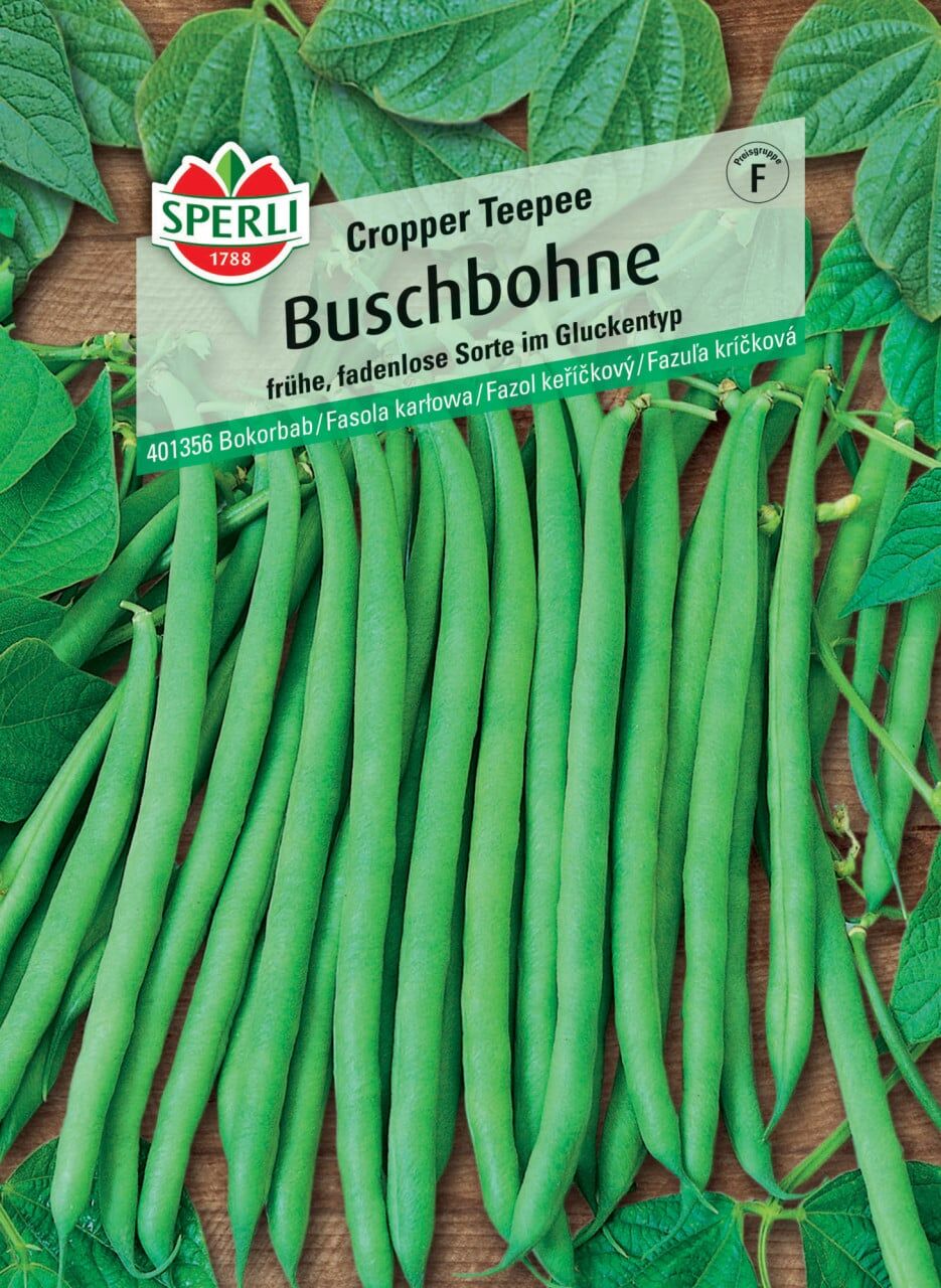 Sperli Buschbohne Cropper Teepee