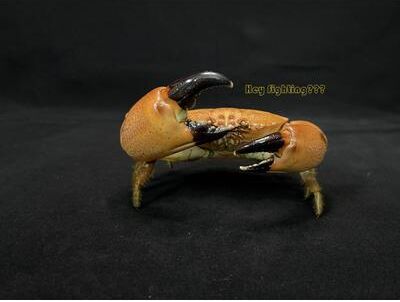 Uplift Picks Real Crab Specimen Display Taxidermy Marine Collectible Home Decor 28