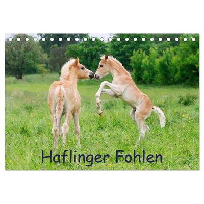 Haflinger Fohlen (Tischkalender 2027 DIN A5 quer), CALVENDO Monatskalender