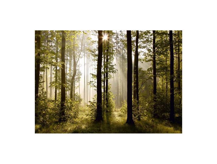 Morning Forest\, Photo Murale\, 360x254 Cm\, 4 Parts