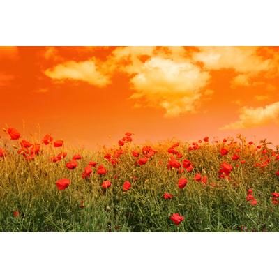Fototapete PAPERMOON "Blumenwiese", bunt, B:5m L:2,8m, Vlies, Tapeten