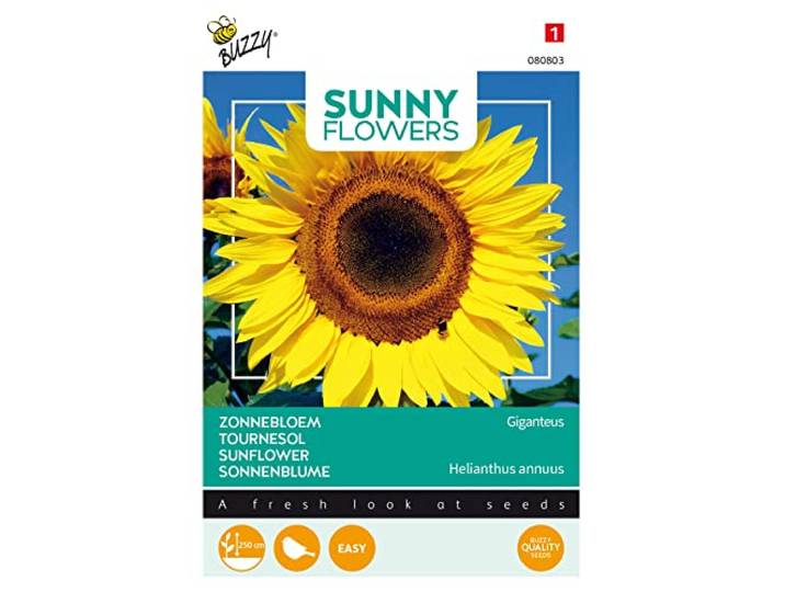 Buzzy Sunny Flowers, enorme zonnebloem Giganteus Zaden