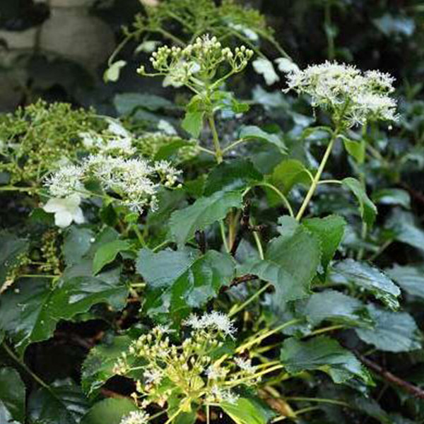 2 x Klimhortensia Hydrangea anomala Petiolaris in pot van 30-40 cm van Arborix
