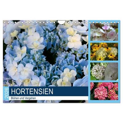 Hortensien Blühen und Vergehen (Wandkalender 2026 DIN A4 quer), CALVENDO Monatskalender