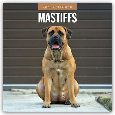 Mastiffs – Mastiff 2027 – 16-Monatskalender