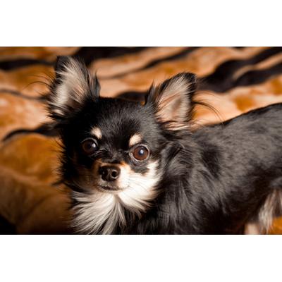 Fototapete PAPERMOON "CHIHUAHUA-HUND TIER LANGHAAR MEXICO NATUR WELPE", bunt, B:3m L:2,23m, Vlies, Tapeten