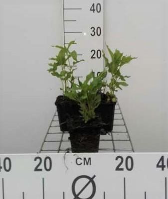 6 x Monarda hybr. Schneewittchen Indianenkruid, pot van 9 x 9 cm, GRDplanten