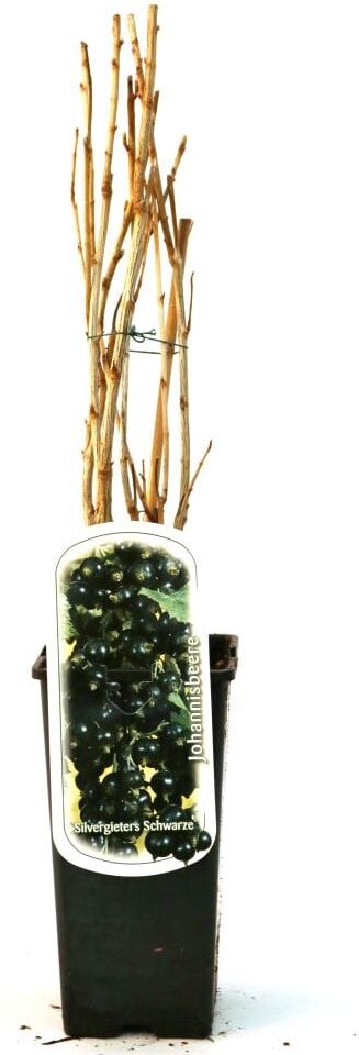 Pflanzen Obststrauch Schwarze Johannisbeere Titania 2 L Container