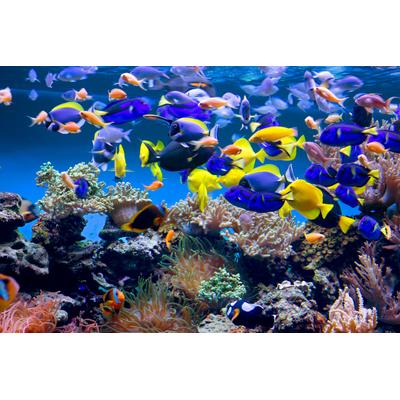 Fototapete PAPERMOON "Aquarium", bunt, B:2,5m L:1,86m, Vlies, Tapeten