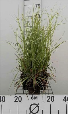 6 x Luzula nivea Sneeuwgras - Pot van 9 x 9 cm - GRDplanten