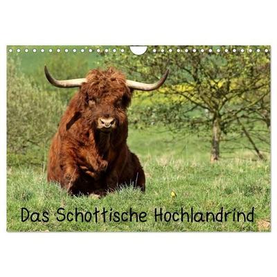 Das Schottische Hochlandrind (Wandkalender 2027 DIN A4 quer), CALVENDO Monatskalender