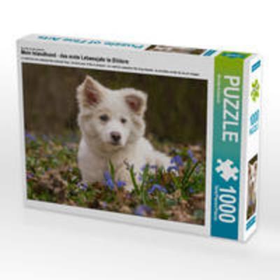 CALVENDO Puzzle Mein Islandhund - das erste Lebensjahr in Bildern 1000 Teile Lege-Größe 64 x 48 cm Foto-Puzzle Bild von Monika Scheurer