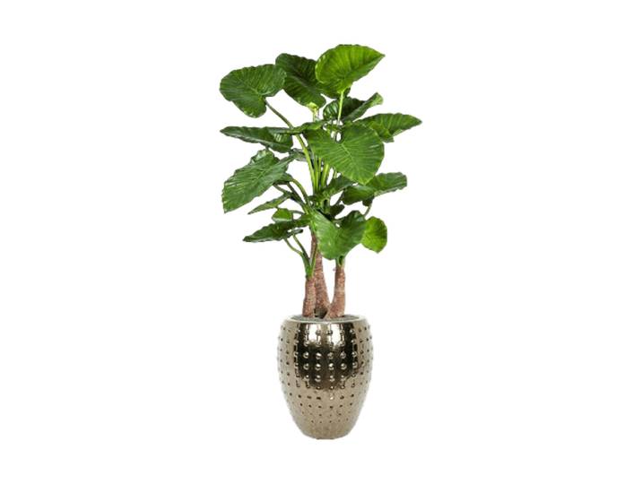 Pflanzen Arrangement „Alocasia calidora in Laos“ Ø 60/ Höhe 170-180 cm Keramik Baq Design