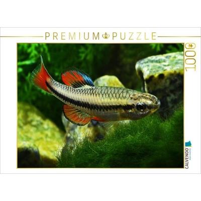 CALVENDO Puzzle Lucania goodei, FLORDA USA | 1000 Teile Lege-Größe 64x48cm Foto-Puzzle für glückliche Stunden