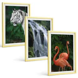 BILDER SET 3er Set - 40x60 cm Goldrahmen - Tiger Wasserfall Flamingos Natur