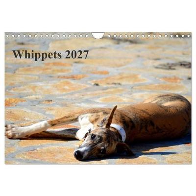 Whippet 2027 (Wandkalender 2027 DIN A4 quer), CALVENDO Monatskalender