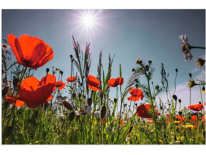 Alu-Dibond-Druck ARTLAND Mohnblumenwiese , rot (farbe bild(er): rot), B:60cm H:40cm, Bilder, Alu-Dibond-Druck, für Innen- und Aussenbereich geeignet, Outdoorbild