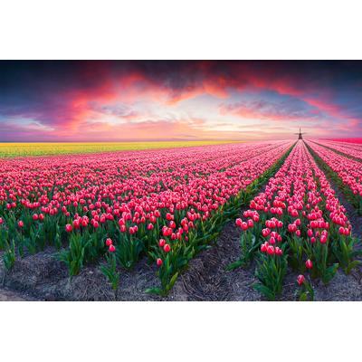 Fototapete PAPERMOON "Blumenfelder", bunt, B:4m L:2,6m, Vlies, Tapeten
