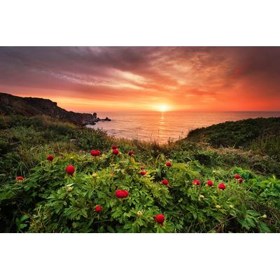 Papermoon "Blumenwiese am Meer"