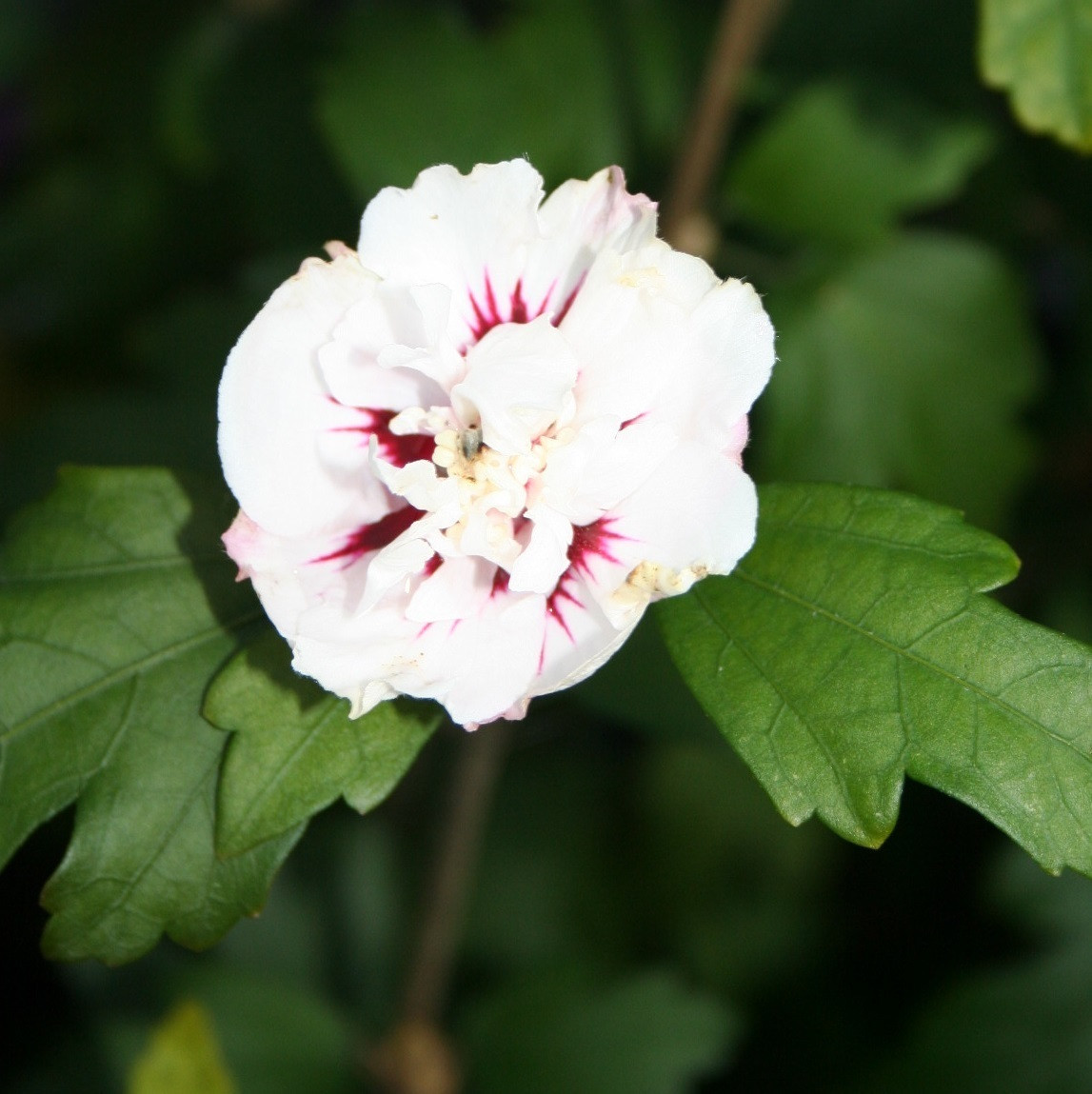Arborix Tuinhibiscus Hibiscus syriacus Speciosus 40-60 cm in pot