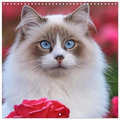 Beautiful Ragdolls - Cats in Nature (Wall Calendar 2026 12 × 12 Inch) CALVENDO 12 Month Wall Calendar