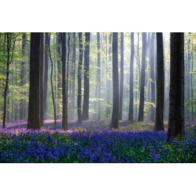 Papermoon "Photo-Art ADRIAN POPAN, WALD MIT BLAUER BLUMENWIESE"